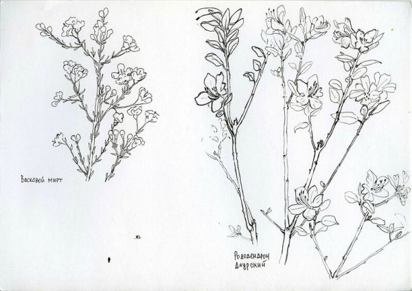 Веточка багульника рисунок