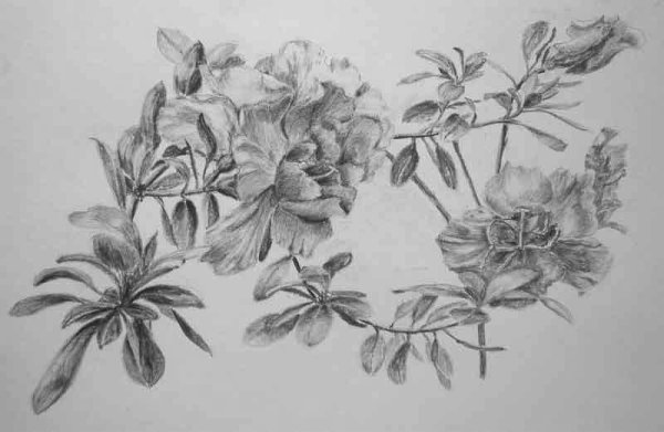 Азалия эскиз