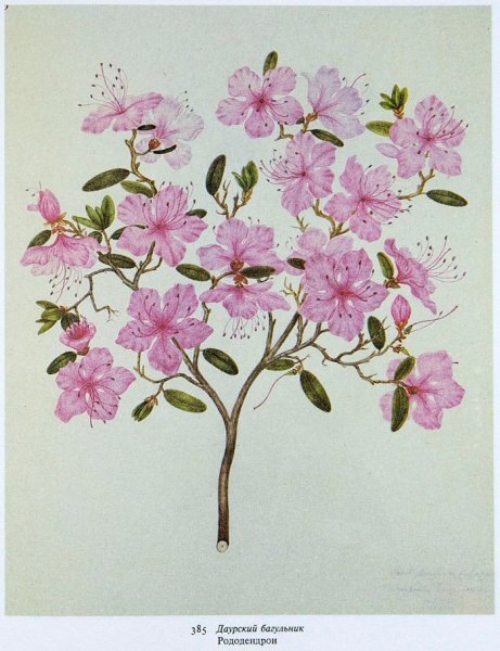 Рододендрон багульник акварель