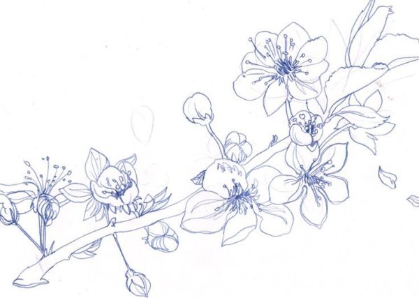 Скетчи карандашом цветы Сакура