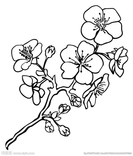 Веточка Сакуры для раскрашивания