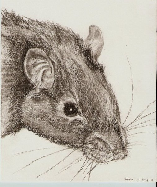 Крыса карандашом