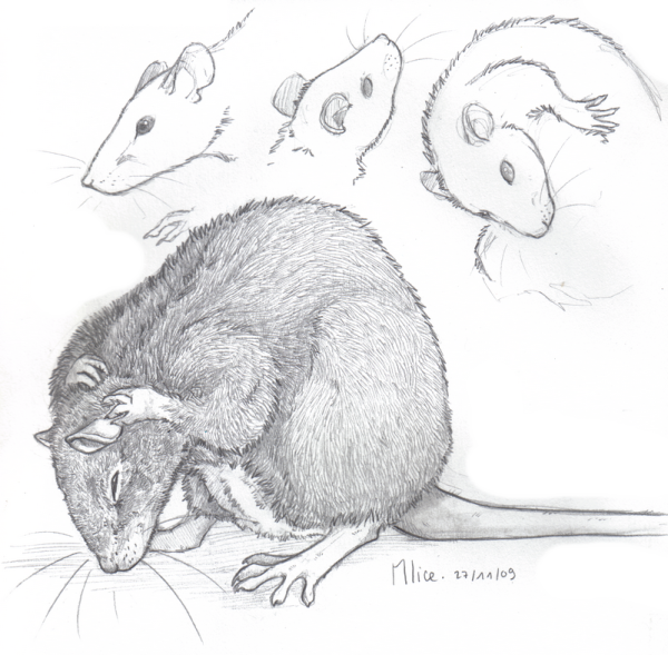 Крыса для срисовки