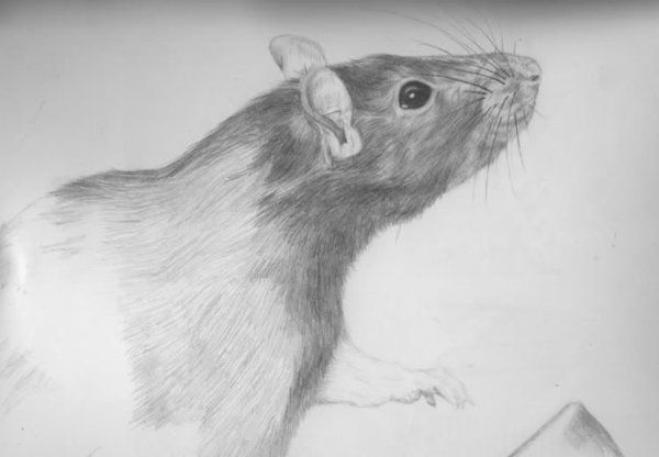 Нарисовать крысу карандашом