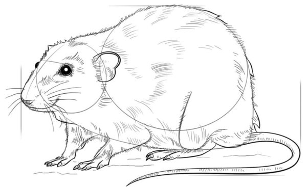 Хомяк набросок