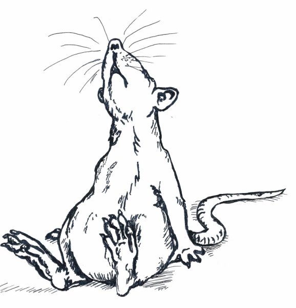 Крыса скетч