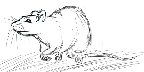 Крыса из рататуя раскраска