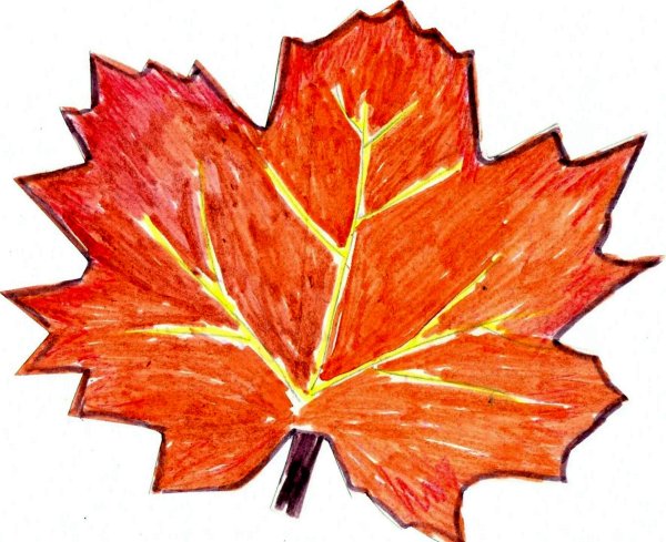 Рисуем кленовый лист поэтапно