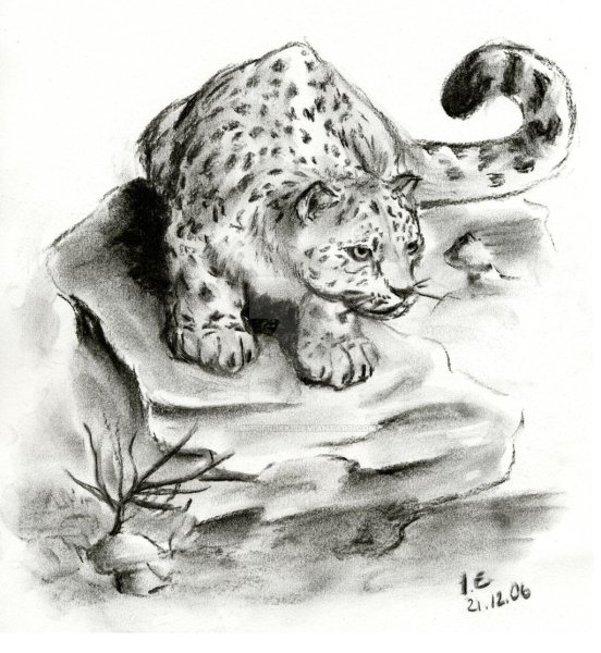 Снежный Барс гравюра