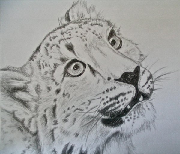 Снежный Барс срисовать