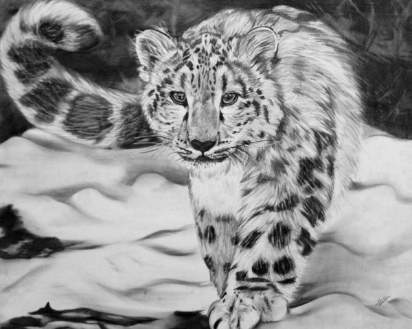 Барс рисунок