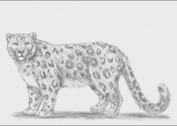 Снежный Барс рисунок для детей