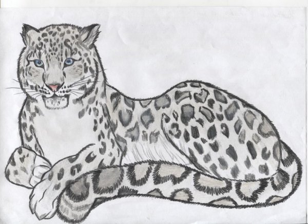 Маленький леопард рисунок