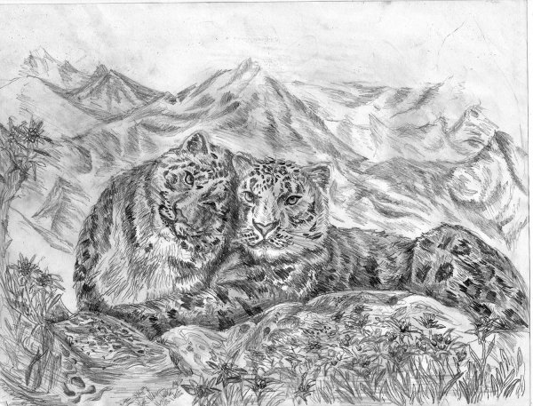Снежный Барс карандашом