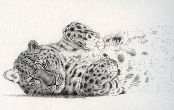 Ирбис эскиз