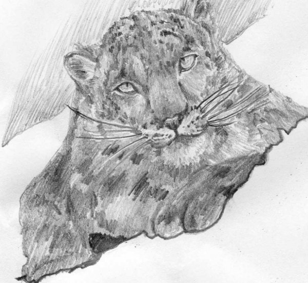 Снежный Барс сбоку рисунок