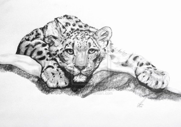 Ирбис карандашом