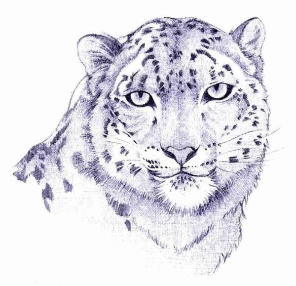 Леопард рисунок