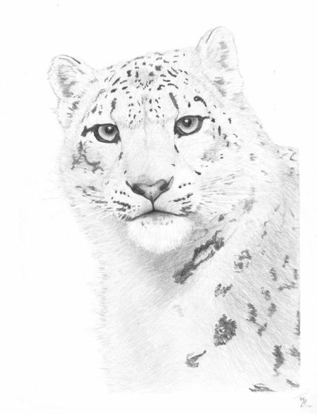 Снежный Барс цветными карандашами