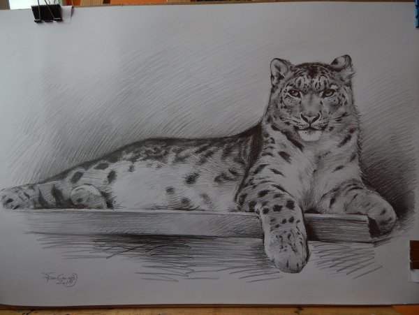 Снежный Барс Ирбис раскраска