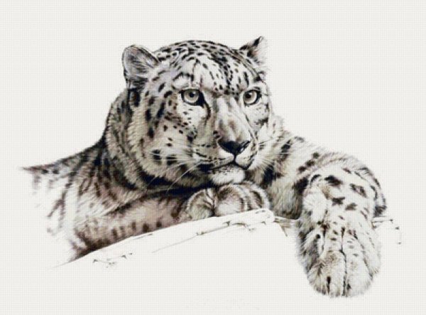 Оскал Барса тату