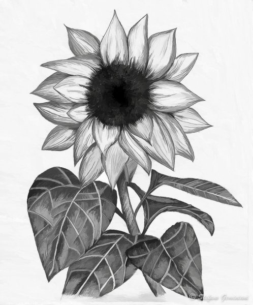 Подсолнух карандашом