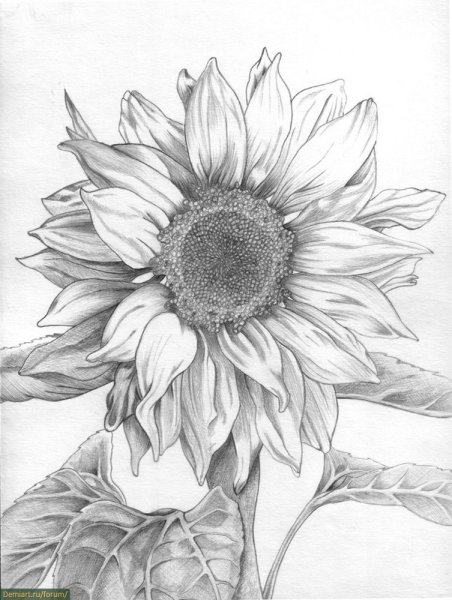 Подсолнух набросок