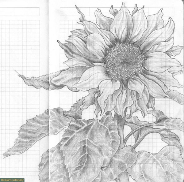 Подсолнух эскиз