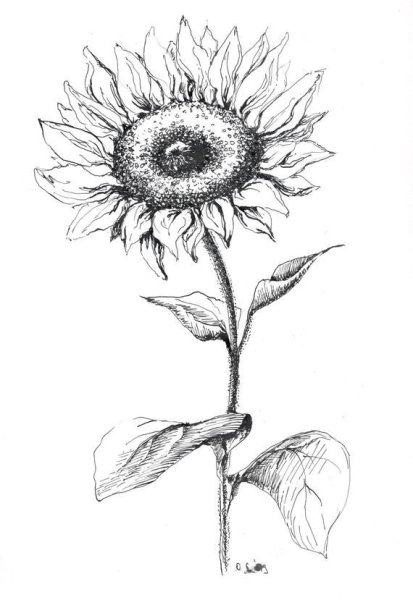 Подсолнух карандашом