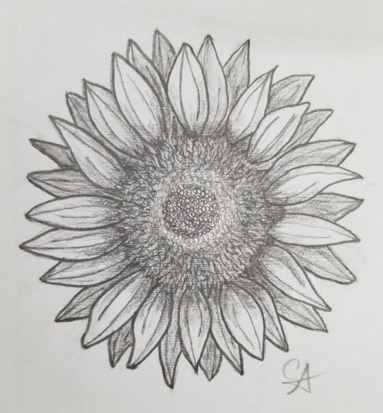Подсолнух карандашом