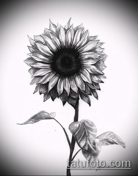 Подсолнух. Раскраска