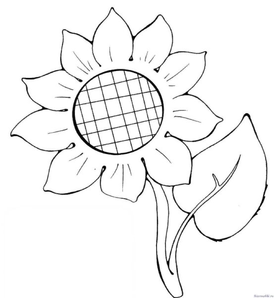 Раскраска цветы подсолнух