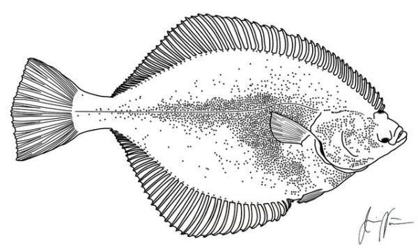 Раскрашенная рыба камбала