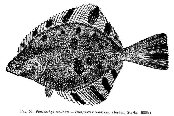 Звездчатая камбала Каменушка