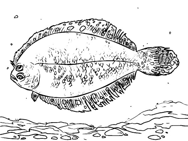Камбала рисунок