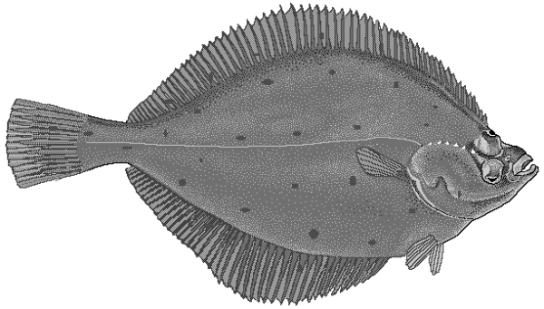 Камбала раскраска