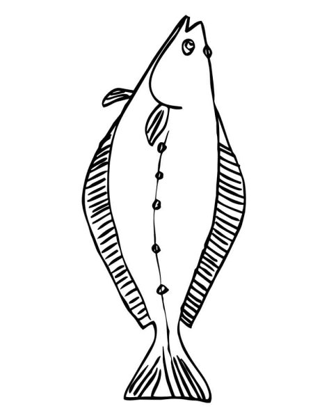 Камбала раскраска