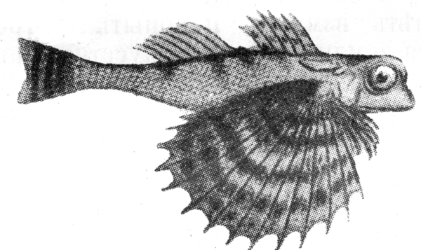 Камбала силуэт