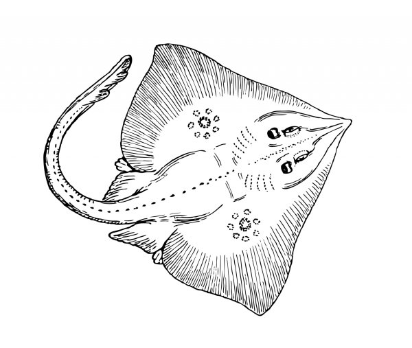 Рыба камбала звездчатая