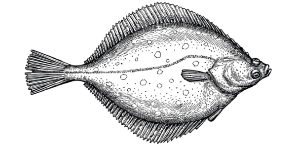 Северная двухлинейная камбала Lepidopsetta polyxystra