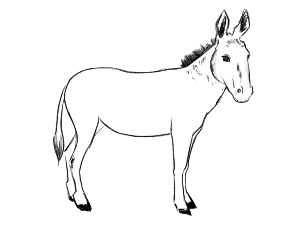 Ослик рисунок карандашом
