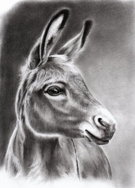 Осел Графика