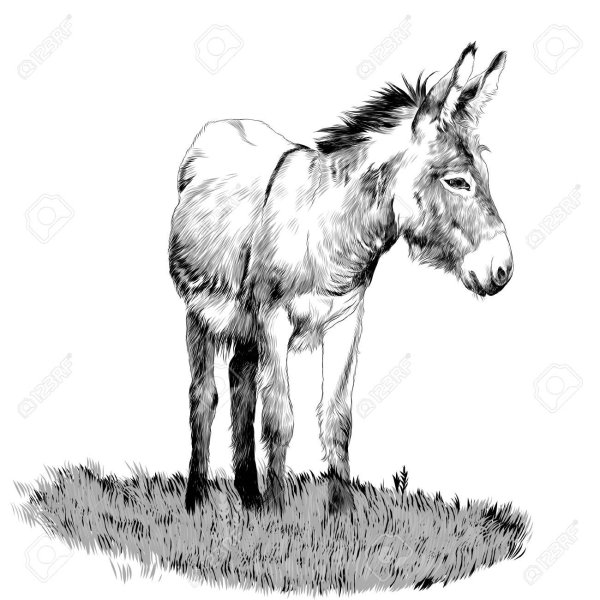 Ослик скетч