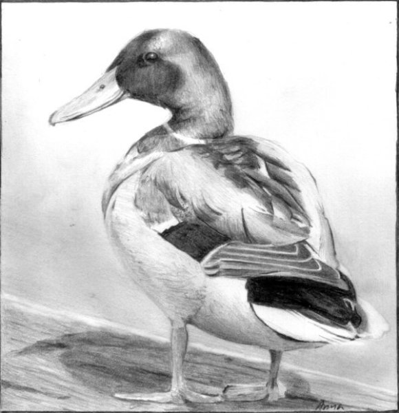 Утка набросок