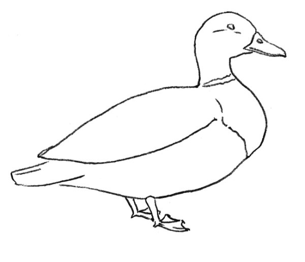 Утки карандашом