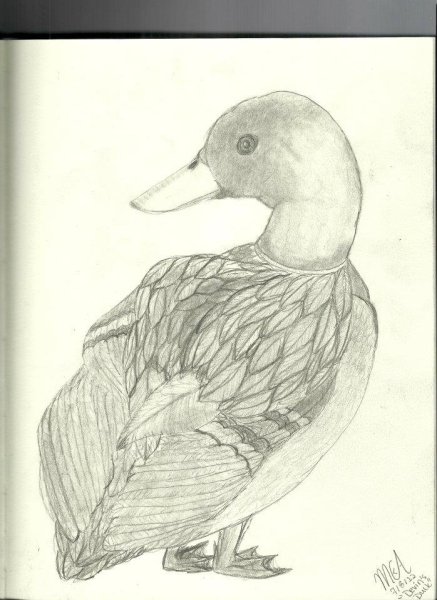 Наброски утки