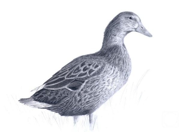 Утка Графика карандашом