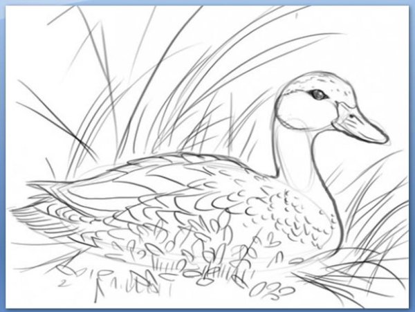 Утка для срисовки