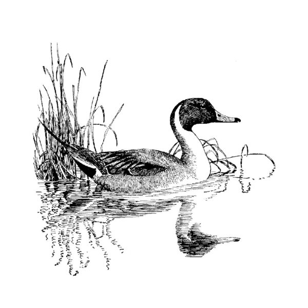 Утка для срисовки карандашом