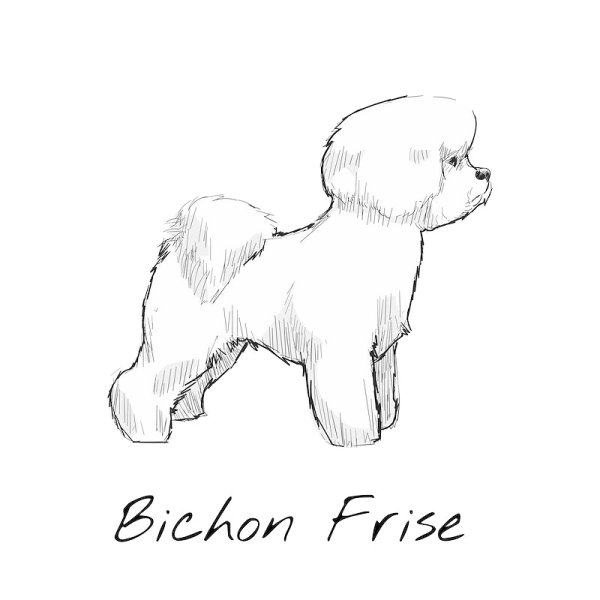 Бишон фризе вектор